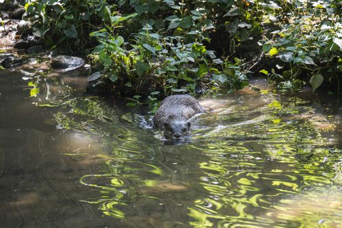 Free An otter swimming peacefully in a sunlit forest stream surrounded by lush greenery. Stock Photo