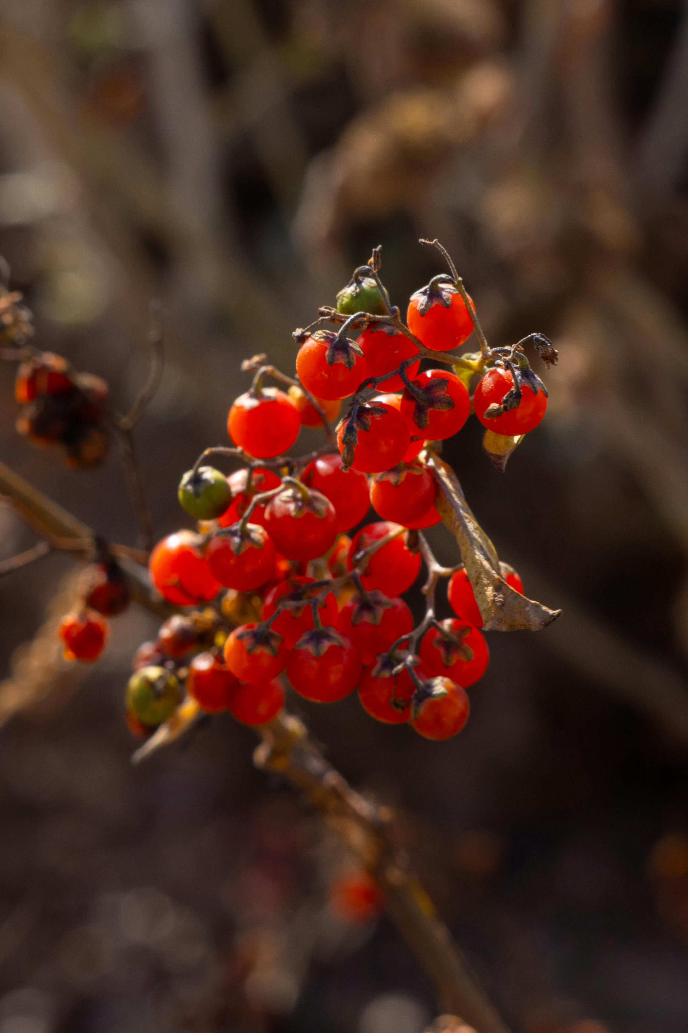 Gratis Makrobilde av knallrøde bær på en gren, tatt i San Juan Tizahuapan, Mexico. Arkivbilde