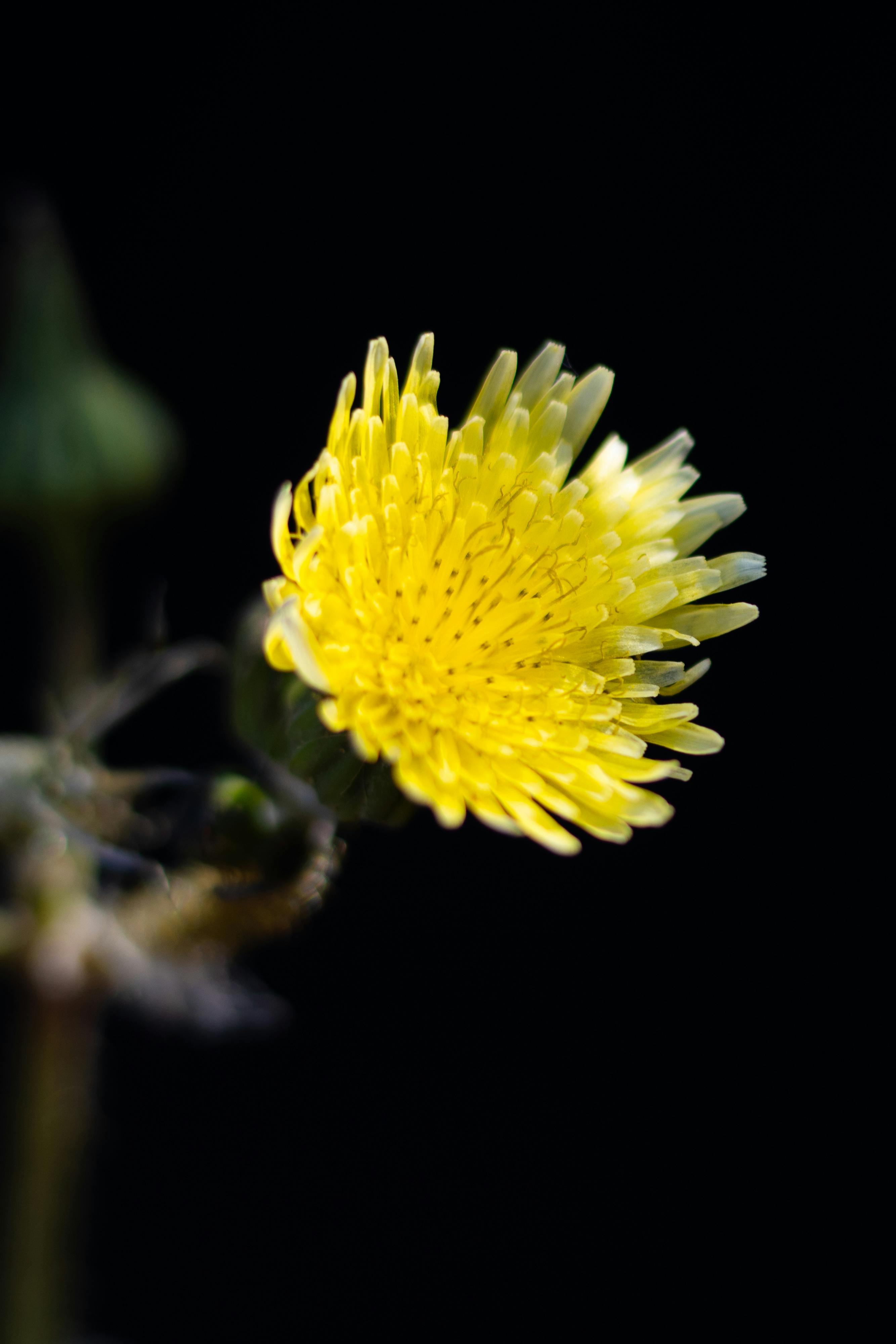 Understanding the Unique formulation of Garden ⁤of Life​ Dr.⁣ Formulated Probiotics