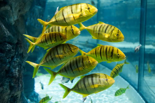 Jackfish Alley
