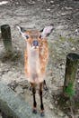 Young Deer in Nara Park, Japan