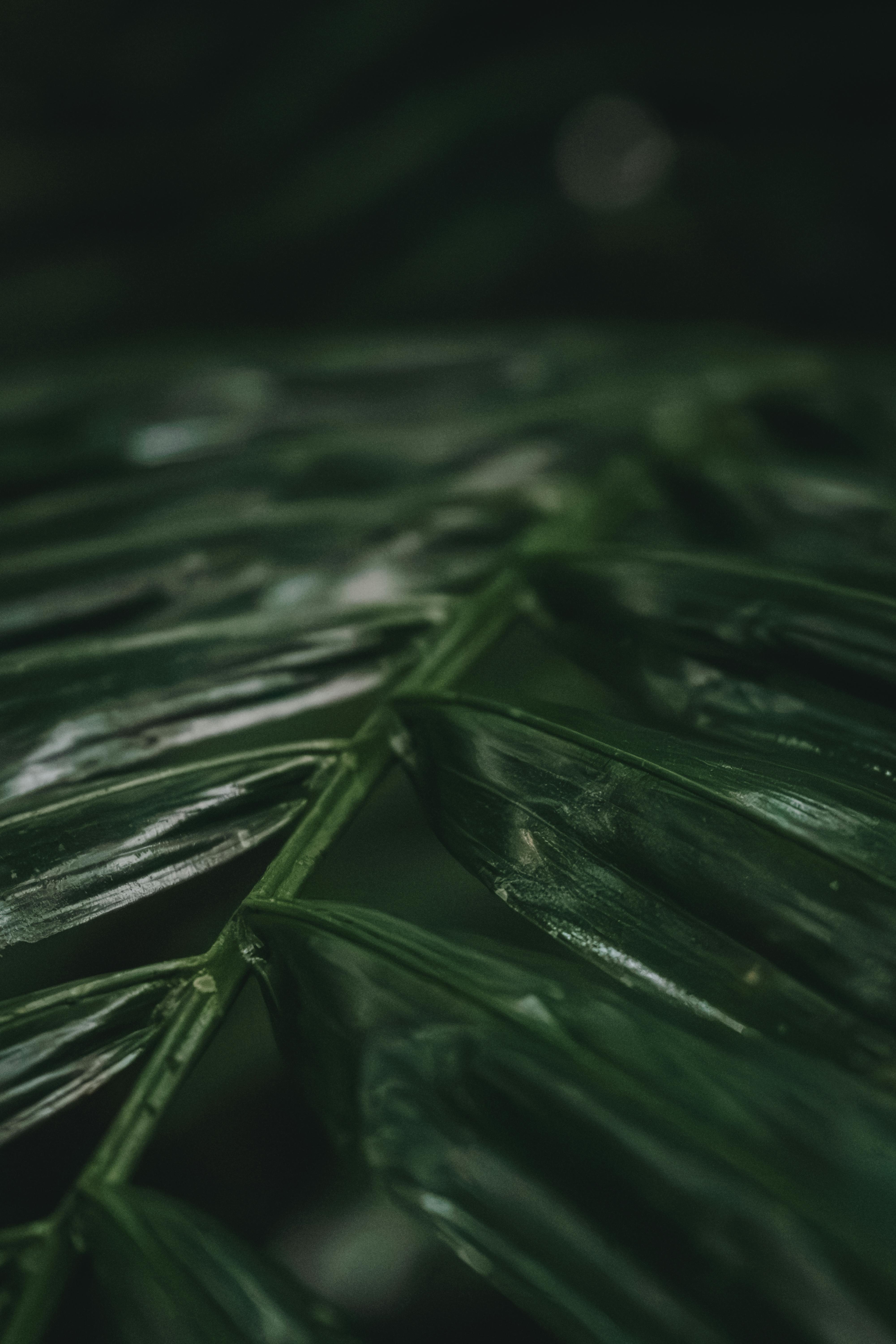 grátis Close-up de exuberantes folhas verdes de palmeira com foco suave, transmitindo uma sensação de tranquilidade e beleza da natureza. Foto profissional