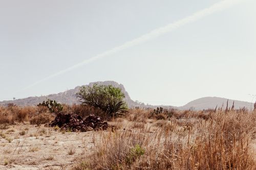 Free Explore the arid beauty of Hidalgo's countryside with cacti and distant mountains. Stock Photo