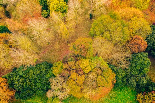 Yellow and Green Trees in the Woods