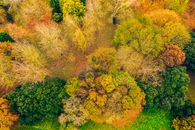Yellow and Green Trees on Green Grass Field
