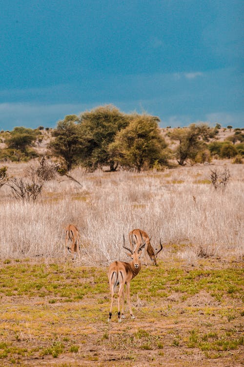 Foto d'estoc gratuïta de a l'aire lliure, animals, antílop