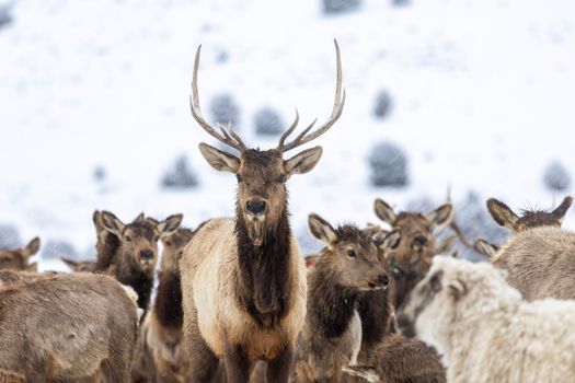 A group of elk standing in a snowy landscape, showcasing winter wildlife behavior.