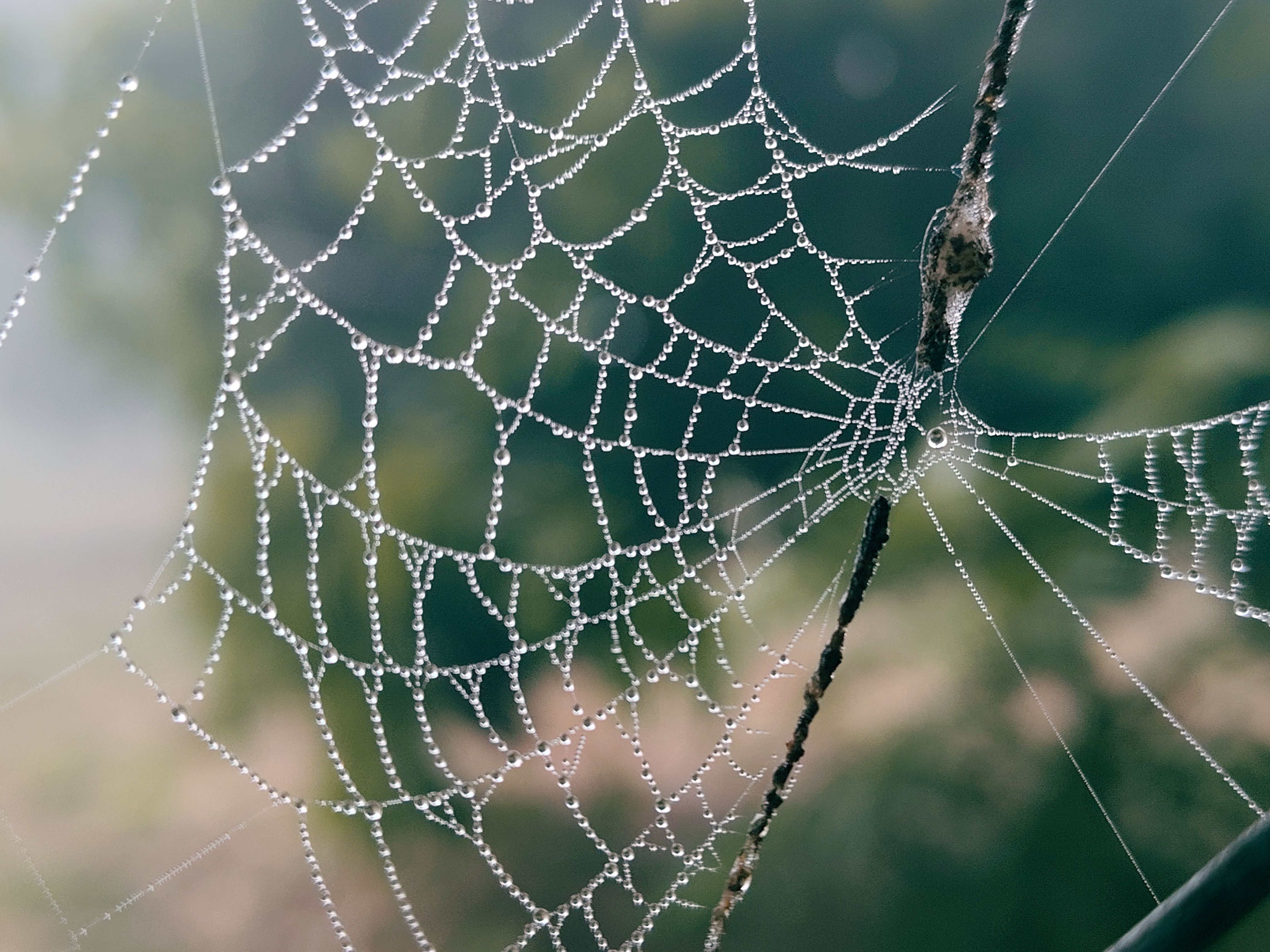 Gratis Ripresa dettagliata di una ragnatela scintillante di gocce di rugiada nella luce del mattino. Foto a disposizione
