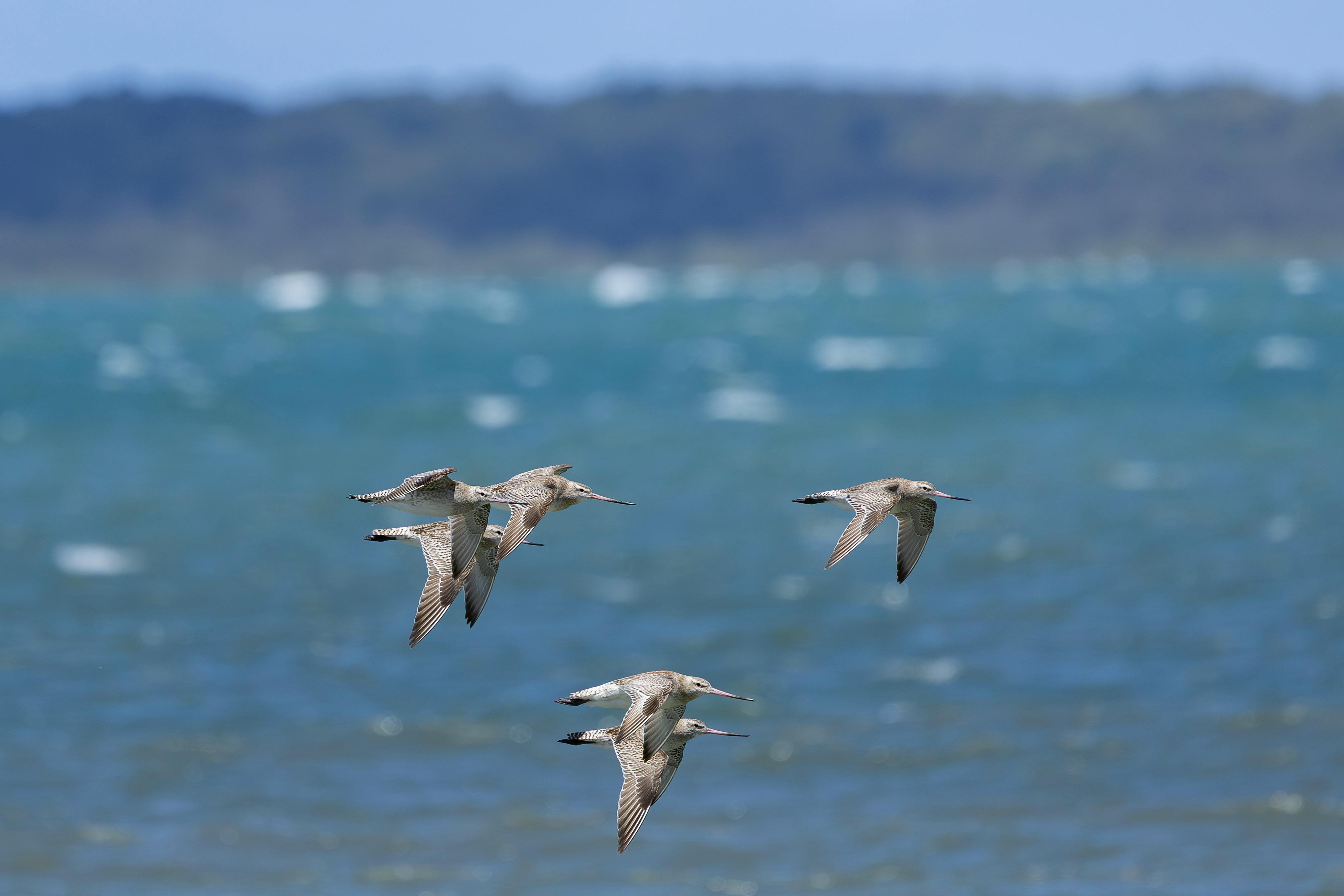 Free stock photo of bar-tailed godwits