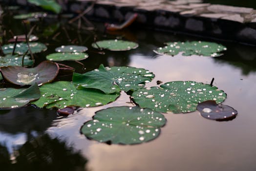 Close-up of lilypads in a calm pond with dew droplets and reflections during sunset.
