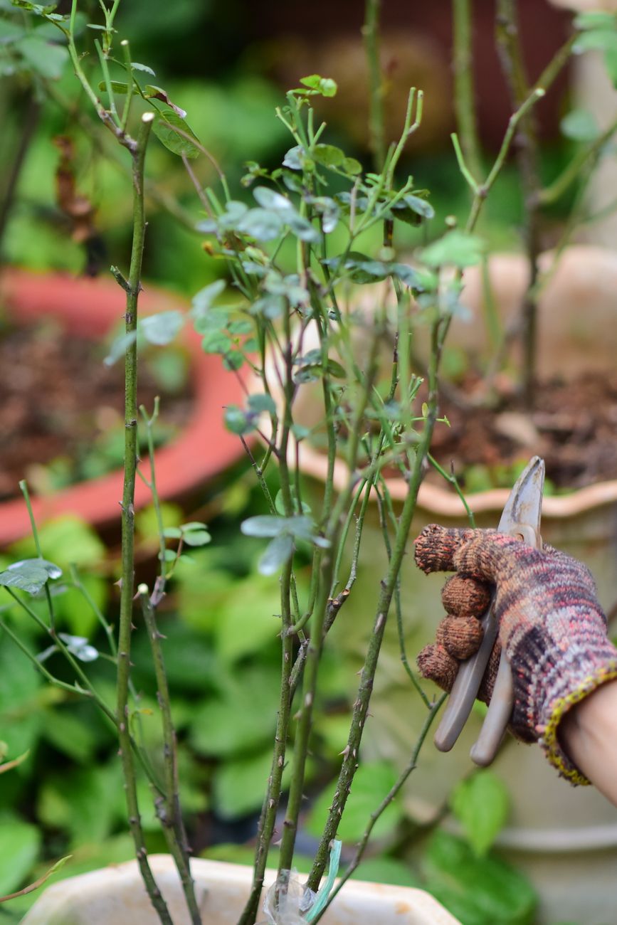 Rose bush being pruned with clean garden shears