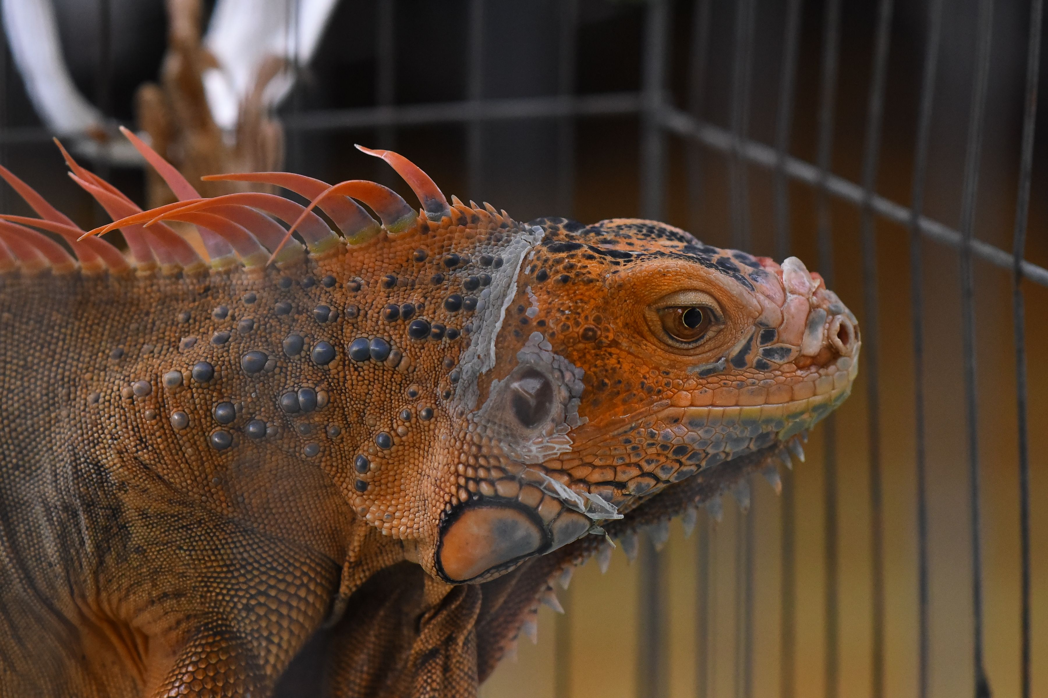 Pet Iguana Skin Shedding preview
