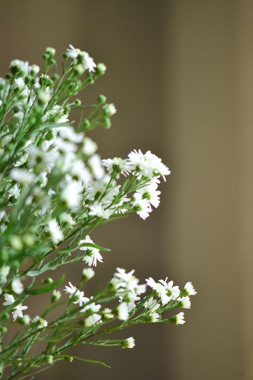 Free Gentle bouquet of white wildflowers with soft blurred background, perfect for nature and spring themes. Stock Photo
