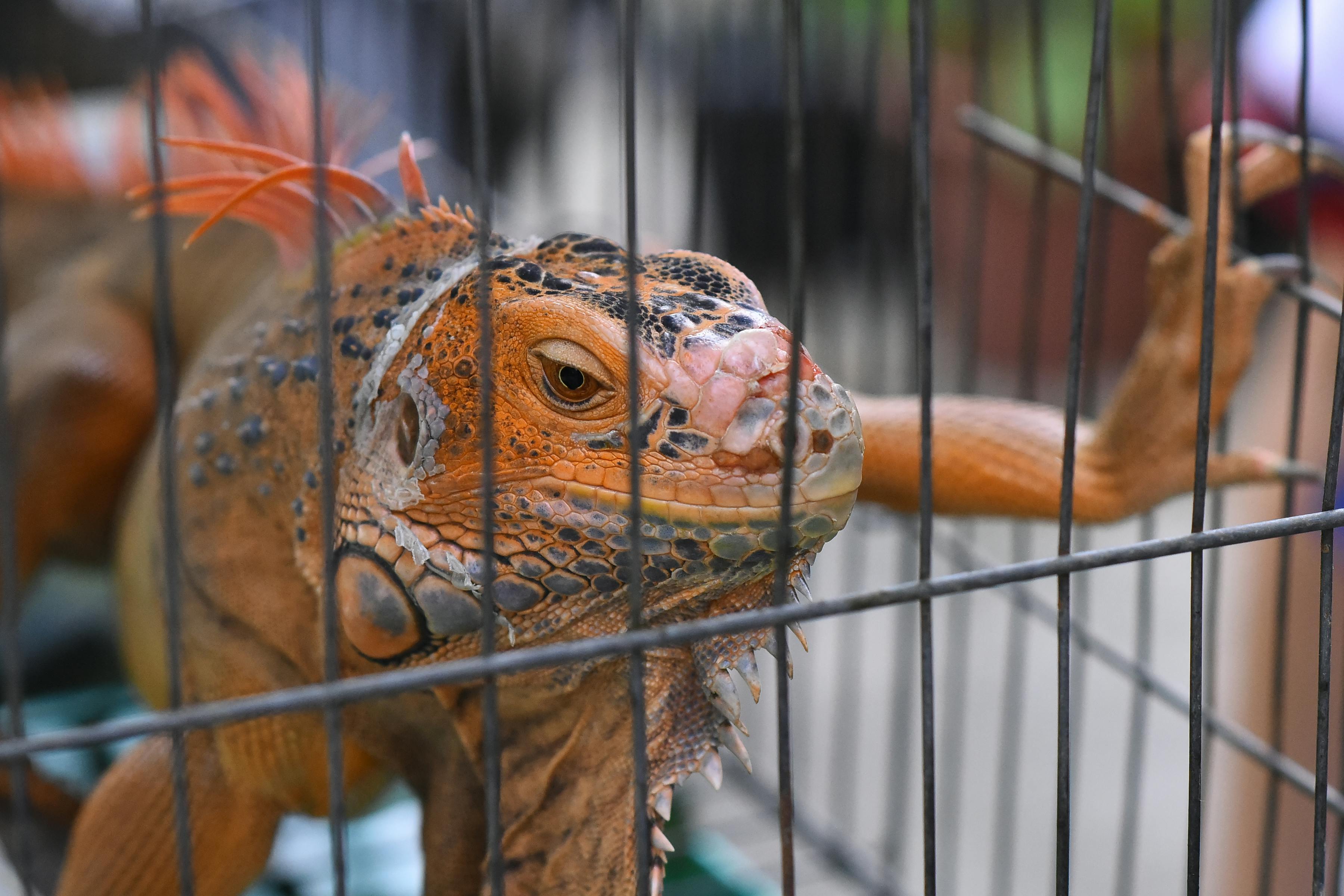 The Ultimate Iguana Care Handbook