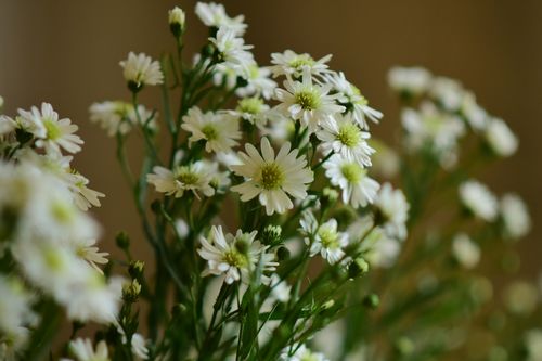 Free Beautiful close-up shot of white daisies showcasing delicate petals and vibrant green stems. Stock Photo