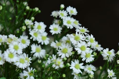 Free A beautiful close-up of white aster flowers bloomed against a dark background, showcasing their delicate petals. Stock Photo