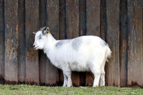 Free A young goat standing quietly against a wooden fence outside. Stock Photo