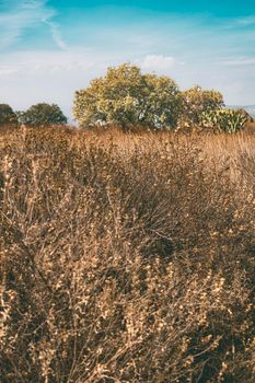 Tranquil autumn landscape featuring dry field plants under a clear blue sky.