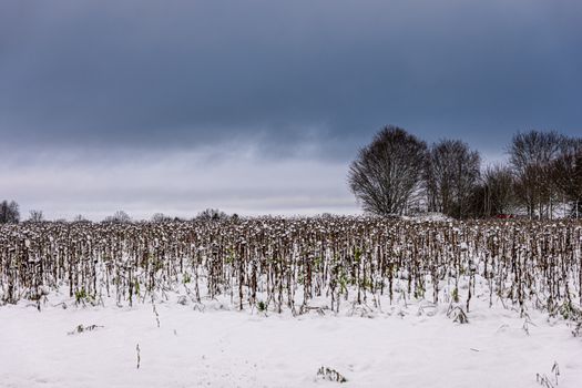 A serene view of a snow-covered cotton field with bare trees under a moody winter sky.
