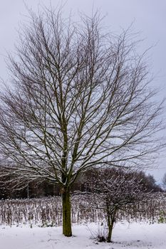 Tranquil winter landscape featuring bare trees covered in snow against a cloudy sky.
