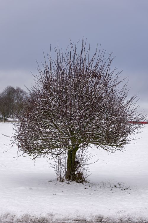 Free A solitary tree covered in snow, captured in a tranquil winter landscape. Stock Photo