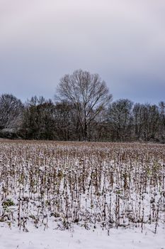 Peaceful winter scene with a snow-covered field and bare trees under a cloudy sky.