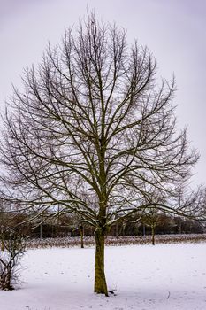 A lone tree stands in a snowy field with bare branches, capturing the essence of winter.