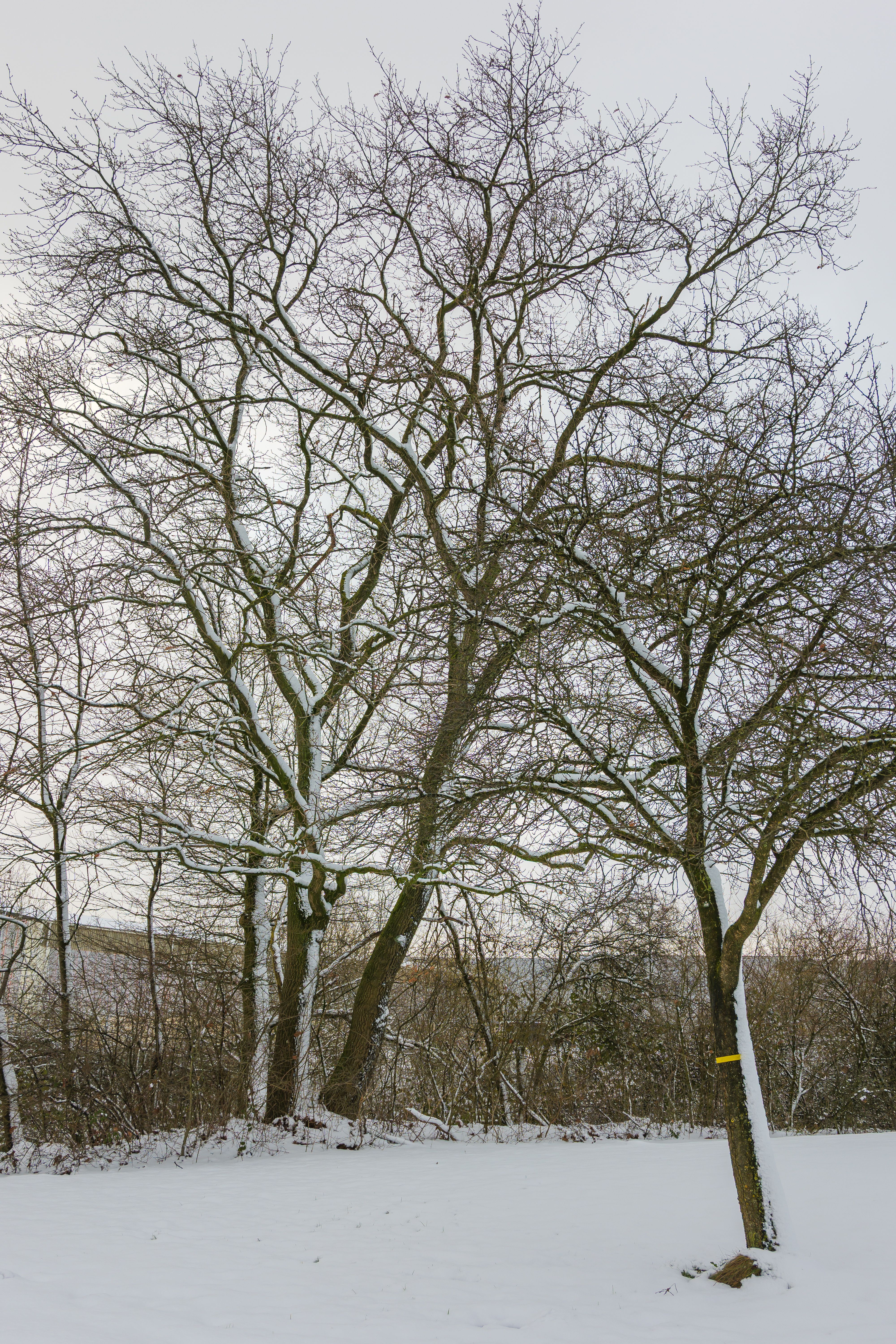 Snowy Winter Landscape with Bare Trees · Free Stock Photo