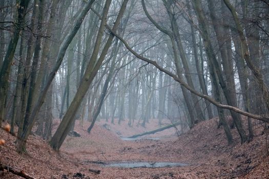 Serene forest path in a misty environment, capturing the essence of tranquility.