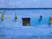 Vibrant blue wall with plant decorations in Jodhpur, showcasing artistic urban charm.