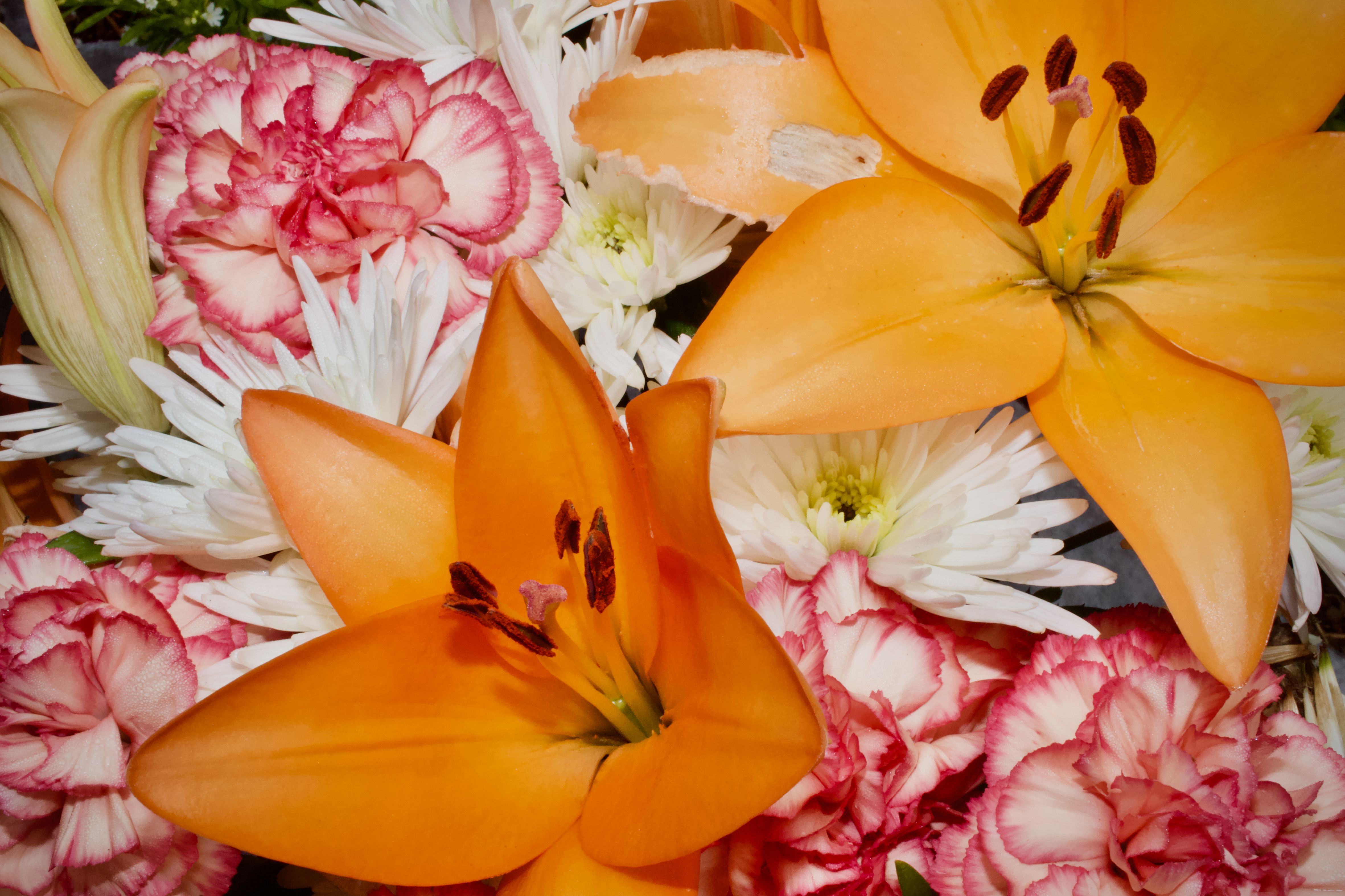 Vibrant Floral Arrangement with Lilies and Carnations  Free Stock Photo