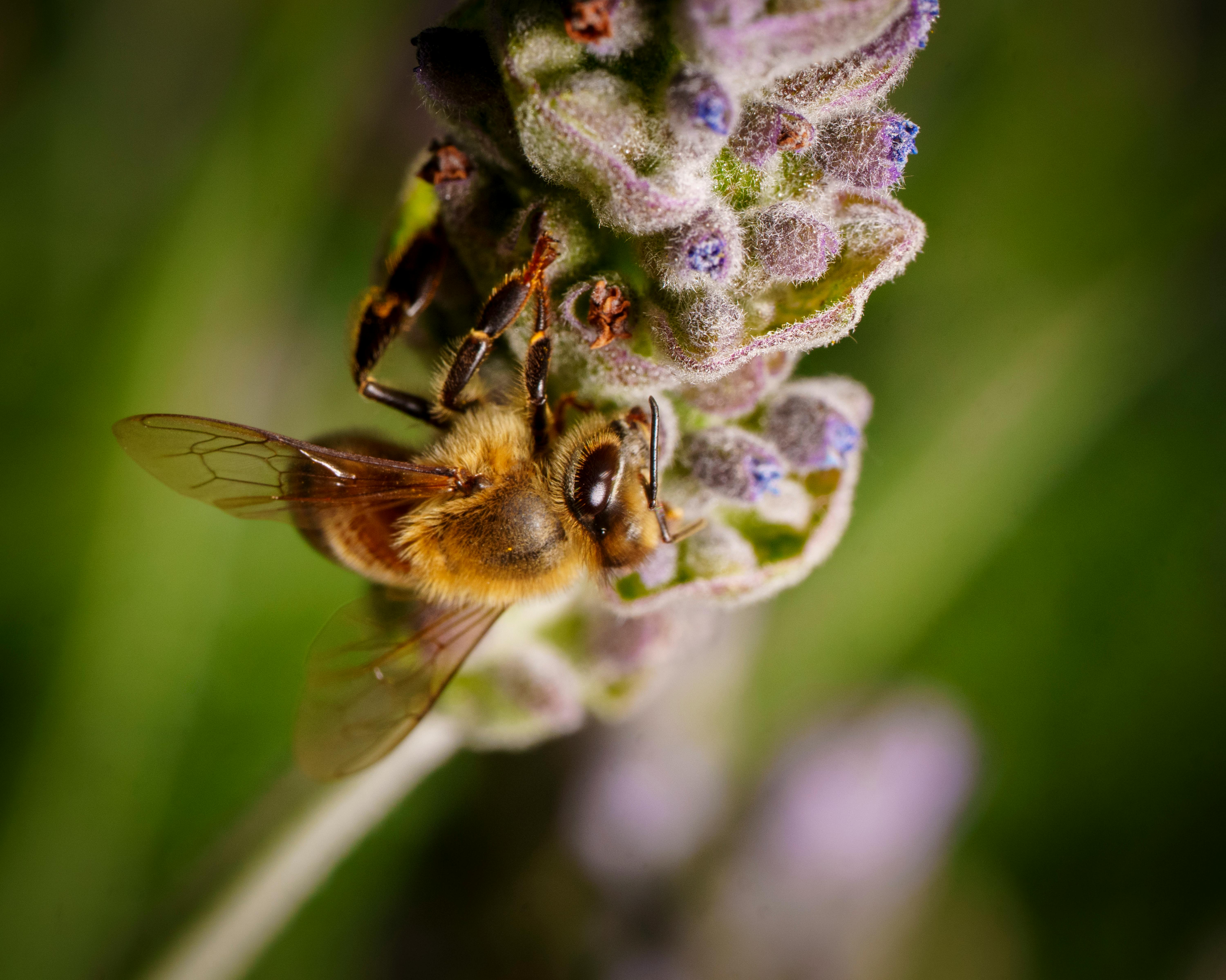 National Civics Bee® Local Competition — Photo by frank minjarez on Pexels