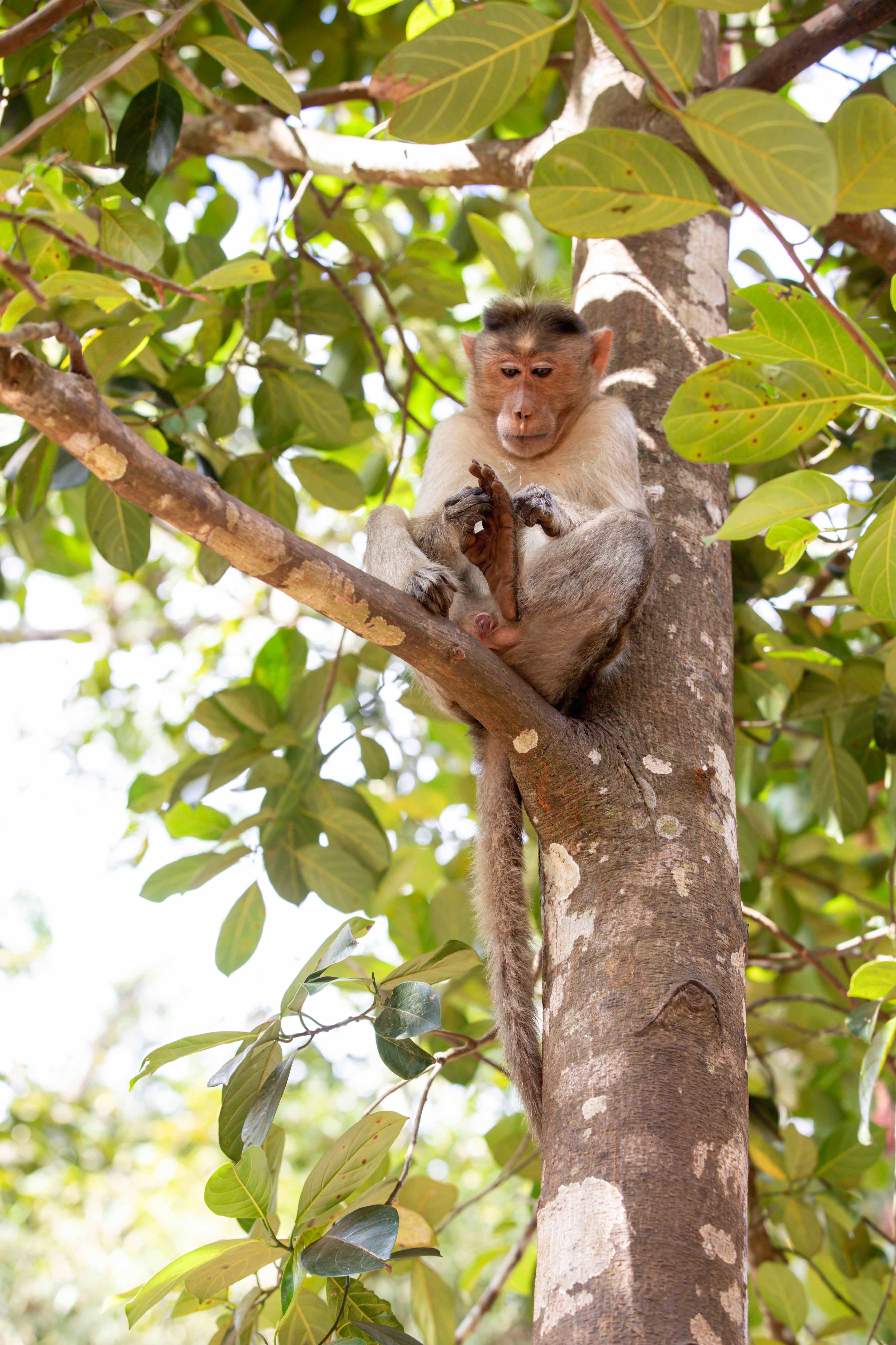 Bonnet Macaque Resting on Tree Branch in Chikkamagaluru · Free Stock Photo