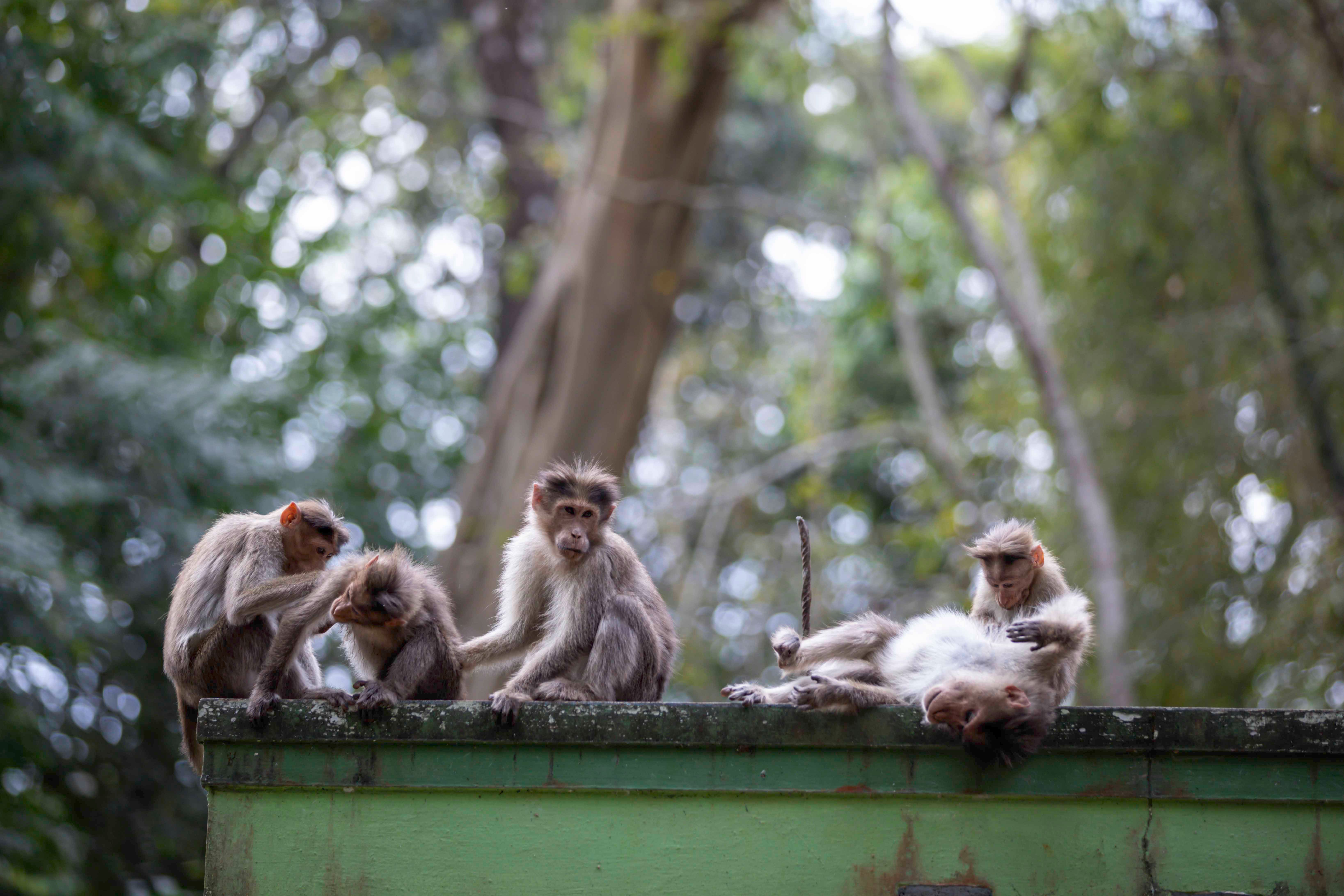 7 Common Misconceptions About Animal Behavior