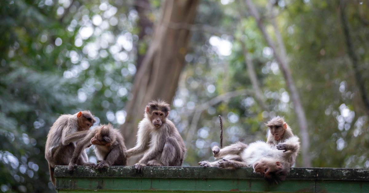 7 Common Misconceptions About Animal Behavior