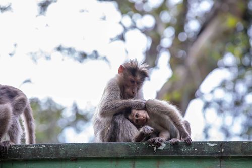 Free Heartwarming capture of Bonnet Macaques showcasing affection in the forests of Chikkamagaluru. Stock Photo
