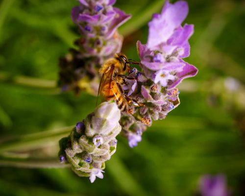 Free Honey bee collecting nectar from vibrant lavender blossom in garden. Stock Photo