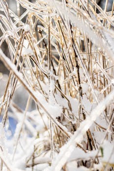 Close-up of ice-covered branches glistening in winter sunlight.
