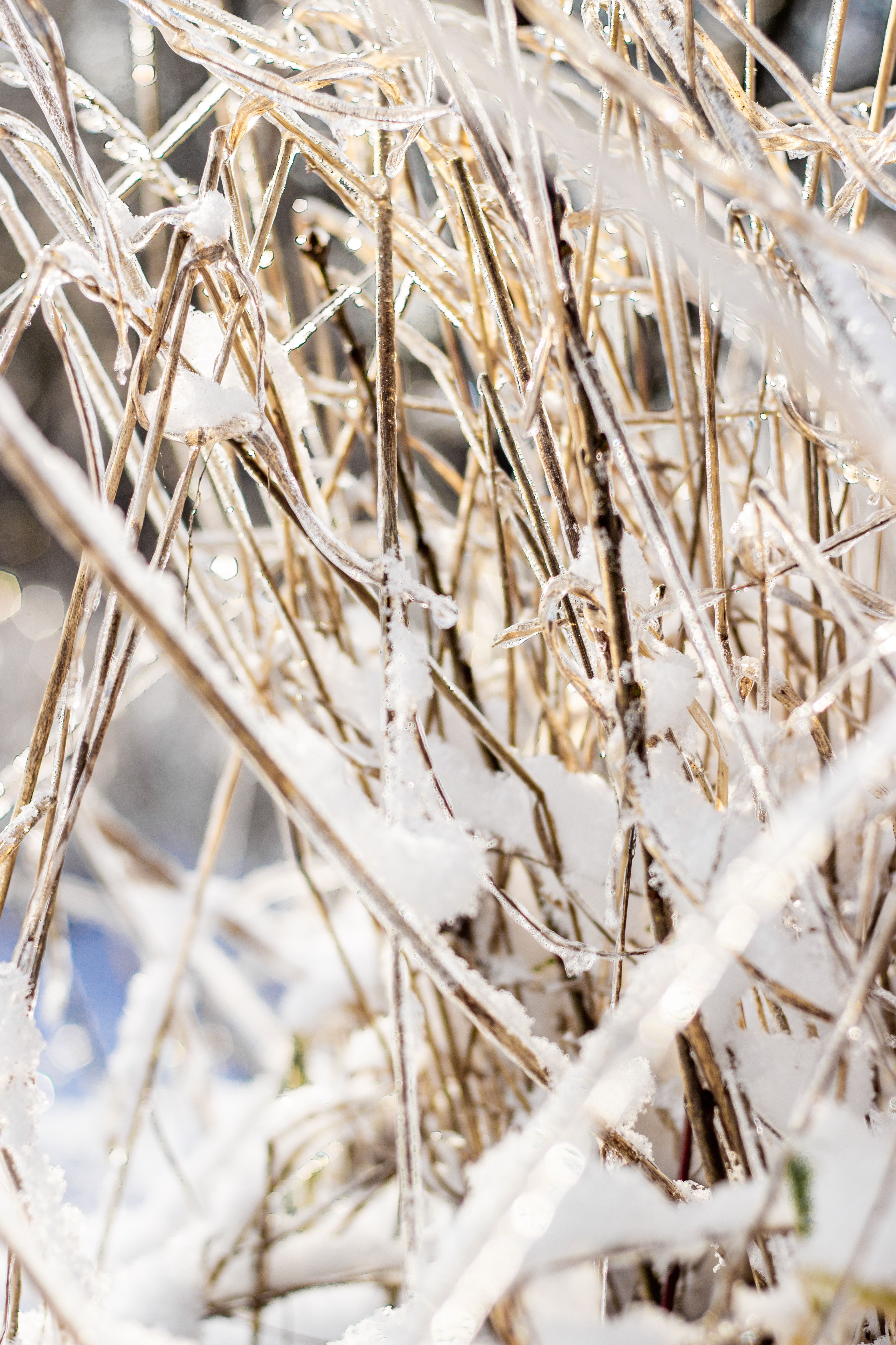 January Snow Photos, Download The BEST Free January Snow Stock Photos ...