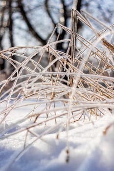 Close-up of frosty grasses amidst a serene winter setting, capturing the beauty of frozen nature.