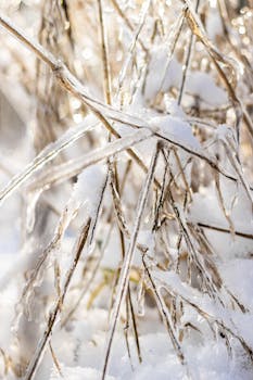Close-up of frozen plants covered in snow and ice, glistening in sunlight.