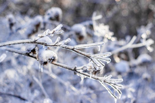 Close-up of branches covered in frost, capturing the essence of a serene winter scene.