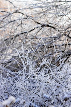 Close-up of frosty branches in a serene winter setting.