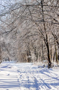 A serene snowy forest path, perfect for a winter walk.