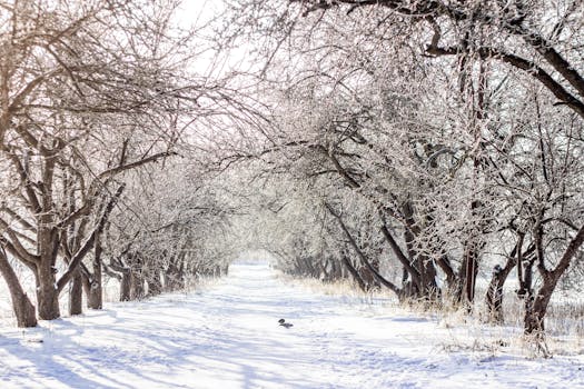 A tranquil snow-covered orchard path with frosted trees on a sunny winter day.