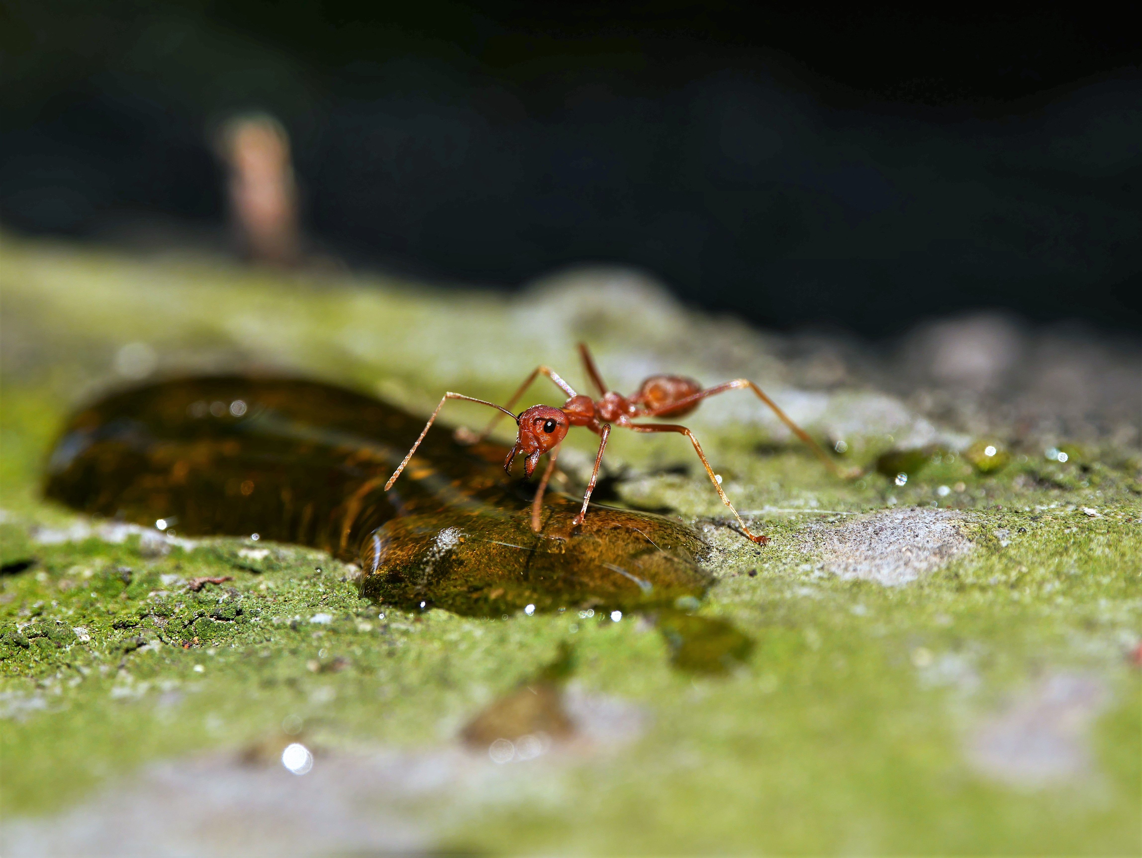 Macro Shot of Red Ant on Mossy Surface · Free Stock Photo