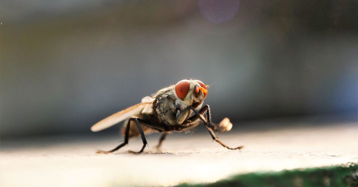Dengue Cases Escalate in Nashik District Amid Health Concerns
