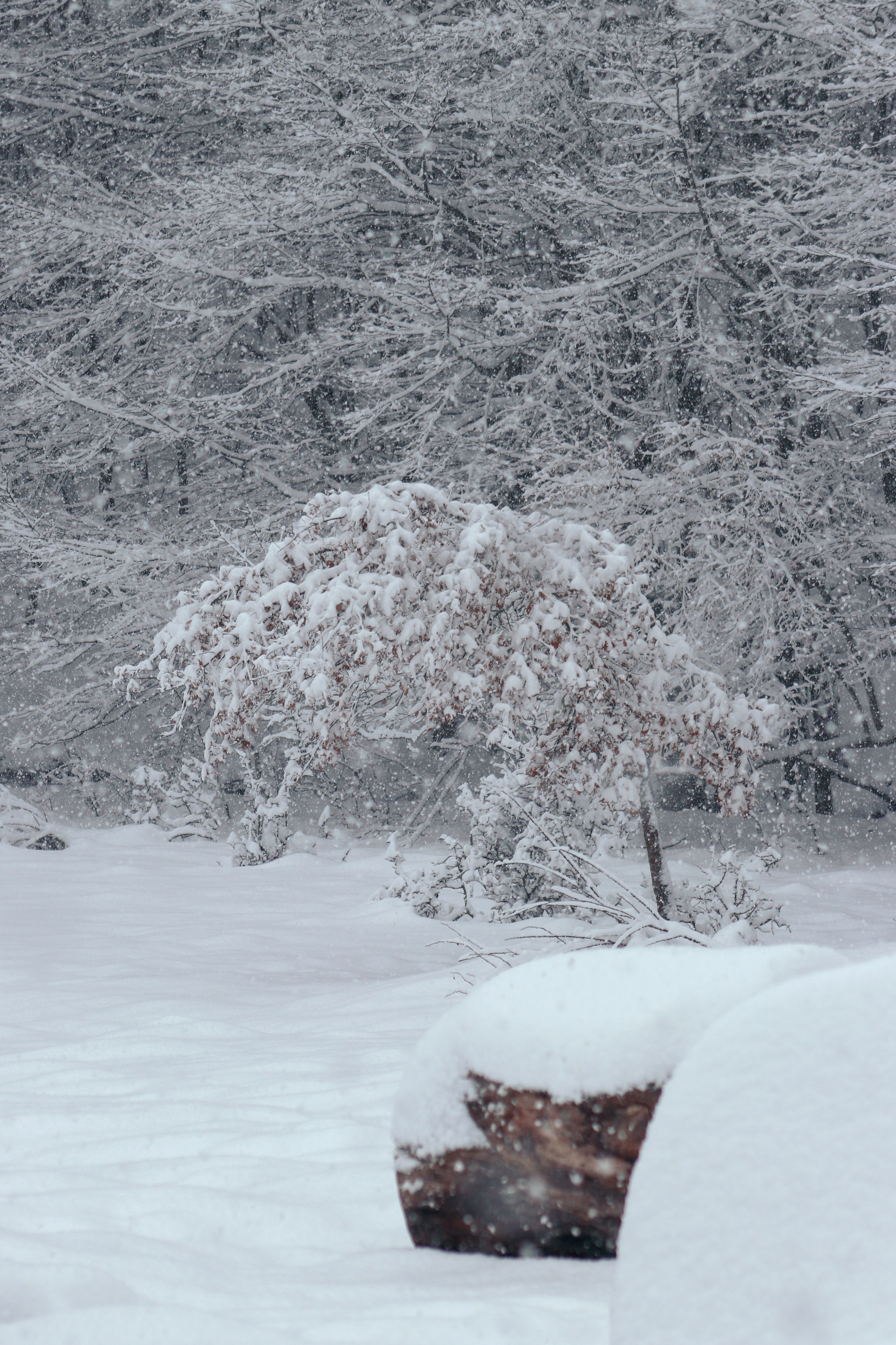 Serene Winter Landscape with Snowy Trees · Free Stock Photo