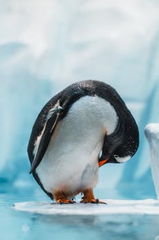 Gentoo penguin standing on ice in a zoo environment, Dubai.