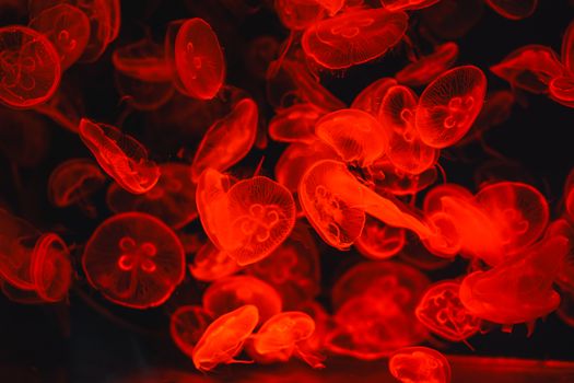 A captivating display of red jellyfish illuminated against a dark backdrop in a Dubai aquarium.